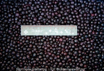 IQF blueberries B11