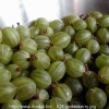 IQF gooseberries B08