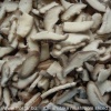 IQF shiitake mushroom slices B04