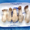 IQF pleurotus eryngii mushroom M11